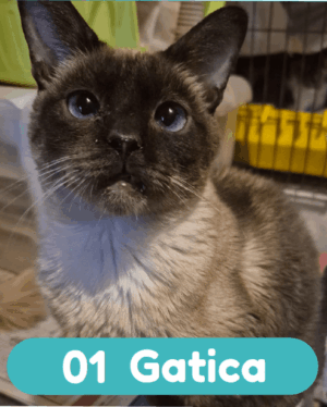 01 Gatica