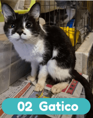 02 Gatico